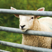 ‘Stay vigilant’ call to keep out foot-and-mouth