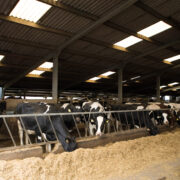 Scientists develop new dairy heat stress analysis tools