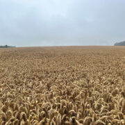 Yield is king again for latest wheats