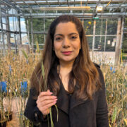 Wheat wild relative genome unlocks crop potential