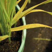 Stay vigilant for yellow rust in resistant wheat