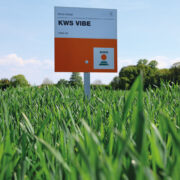 Interest grows in ‘protein banker’ for milling wheat