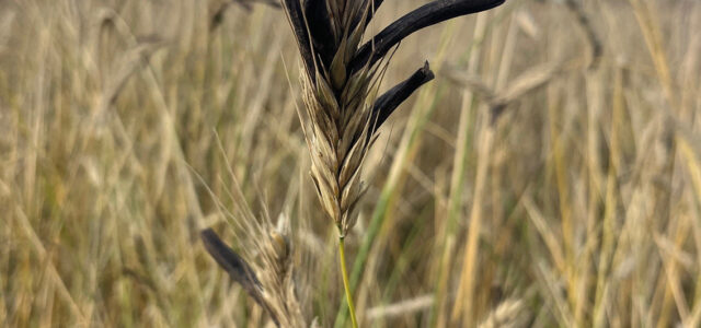 Camgrain well-placed to combat ergot – again