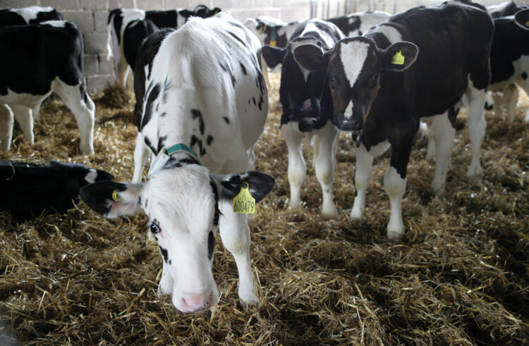 Dairy farms battling key livestock disease, study finds