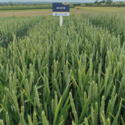 New varieties help fuel  soft wheat resurgence