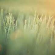 How to optimise nitrogen and protein in milling wheat