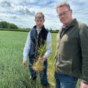 New trials focus on blackgrass control