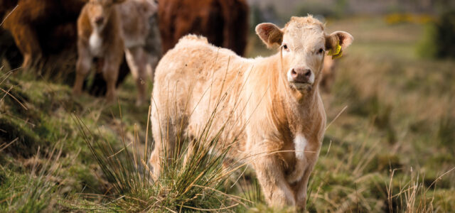 How to capitalise on store cattle trade