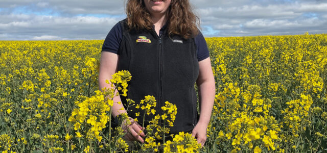 Optimism for oilseed rape in latest survey results