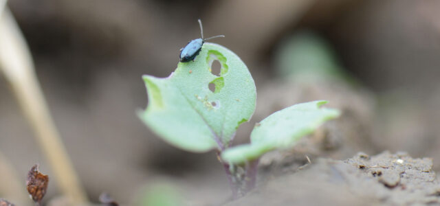 Confidence renewed for oilseed rape