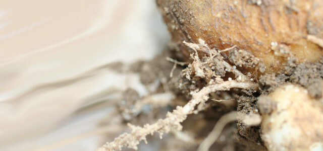 Expert tips on managing potato volunteers