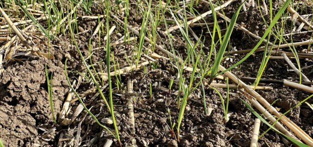 Later emergence opens new front in blackgrass battle