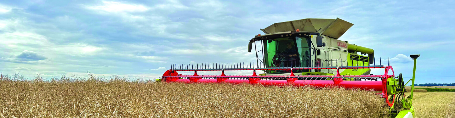 Unofficial world record crop of oilseed rape