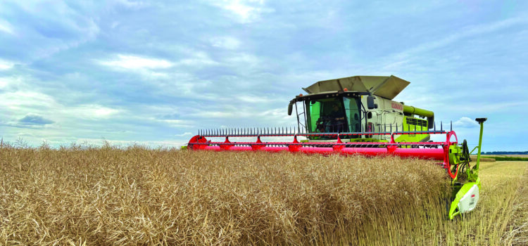 Unofficial world record crop of oilseed rape