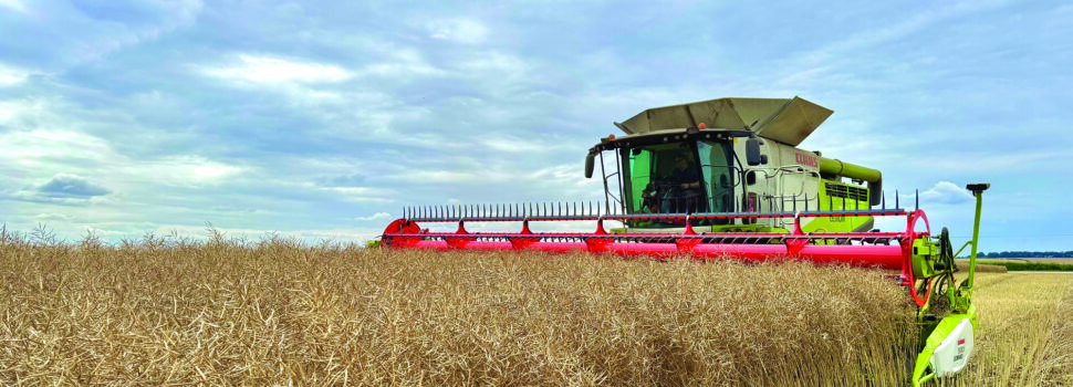 Unofficial world record crop of oilseed rape