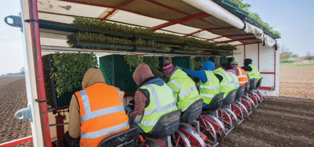 Defra review raises ‘serious concerns’ for horticulture