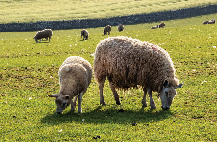 ‘Planning rules need easing for pig sector’