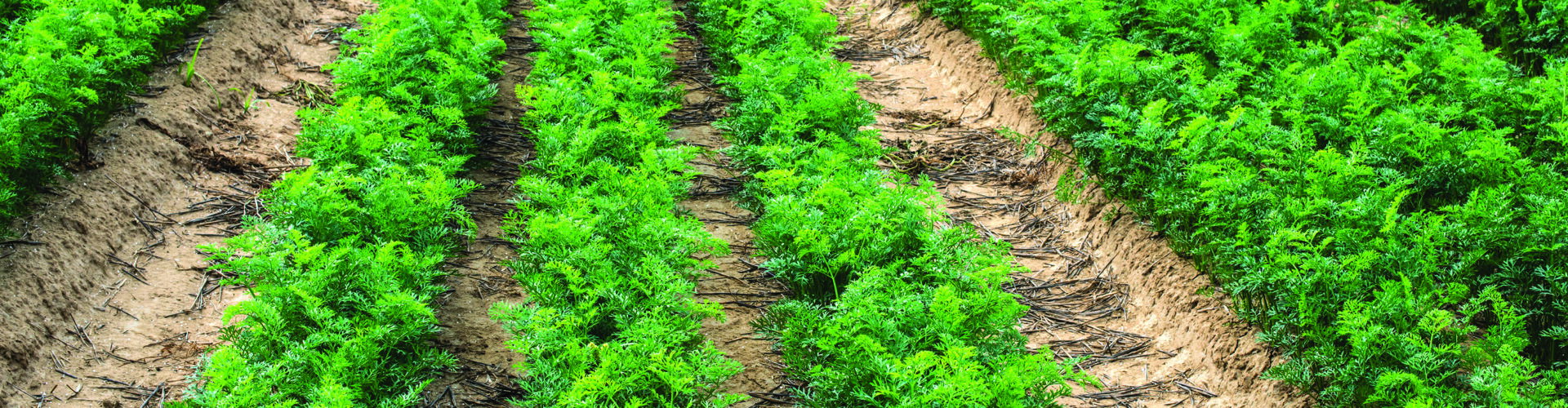 Carrot growers root for farming future