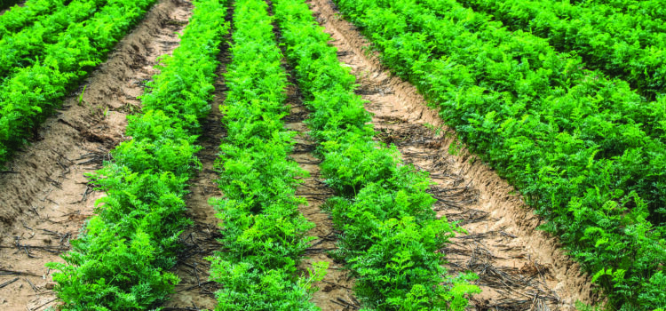 Carrot growers root for farming future