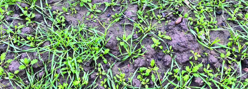 New herbicide brings relief from rising groundsel pressure