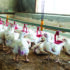 Probiotics can boost poultry performance, producers told