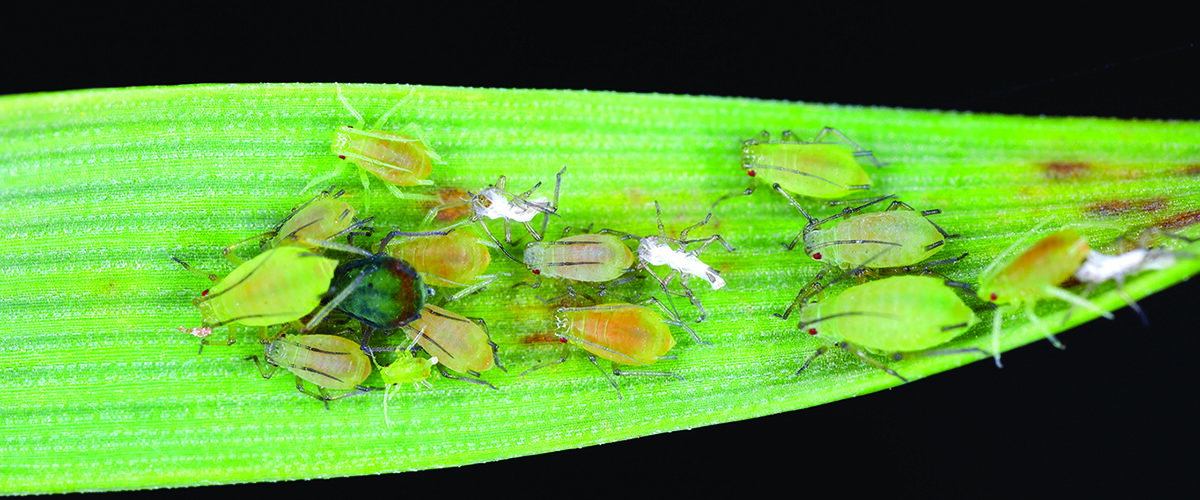 Cereal growers face higher insect threat this autumn