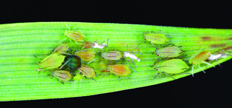 Cereal growers face higher insect threat this autumn