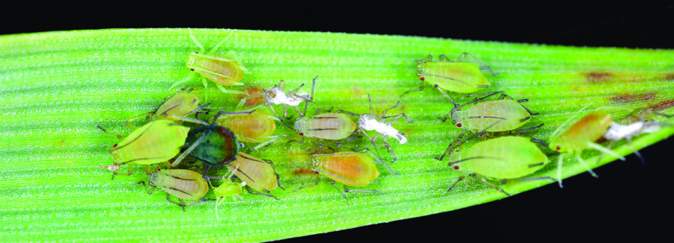 Cereal growers face higher insect threat this autumn