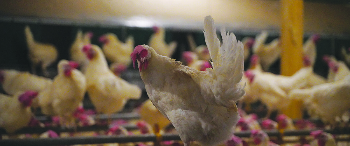 UK ‘poorly prepared’ for animal disease outbreaks