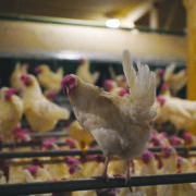 UK ‘poorly prepared’ for animal disease outbreaks