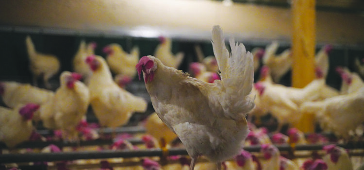 UK ‘poorly prepared’ for animal disease outbreaks