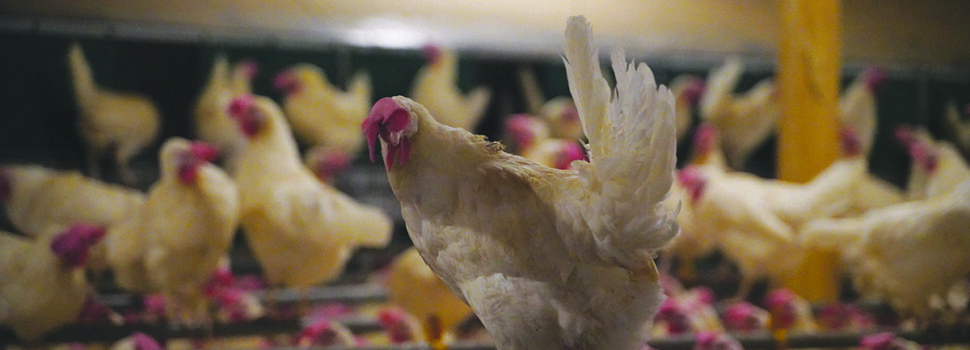 UK ‘poorly prepared’ for animal disease outbreaks