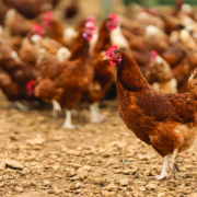 Chance to diversify into free-range eggs