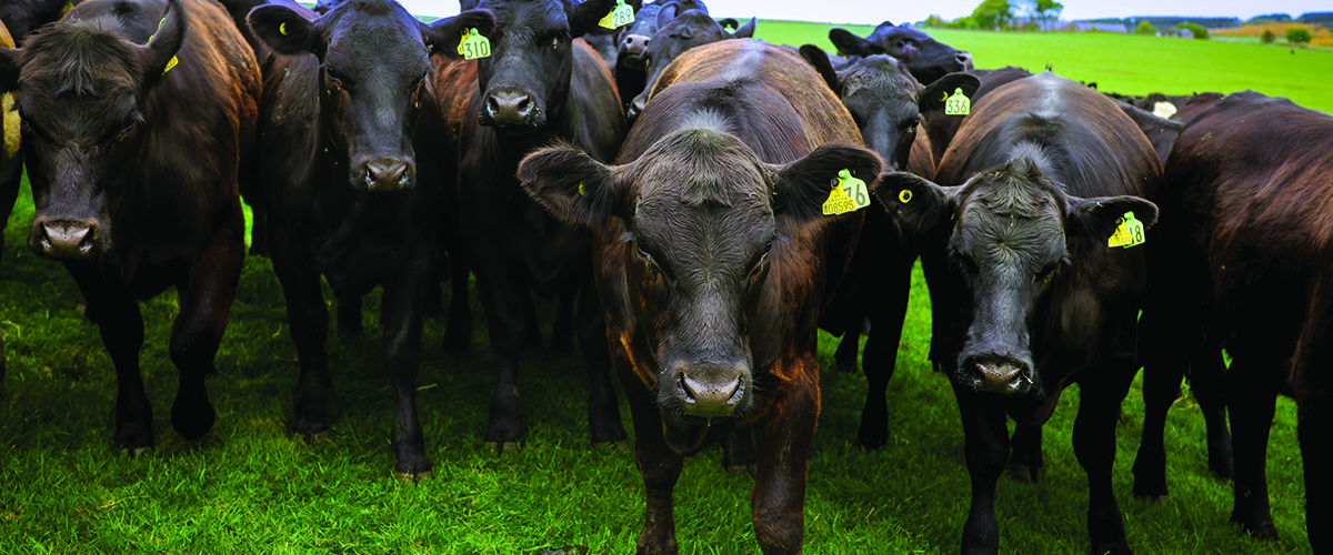 Beef and sheep farmers to baseline their business