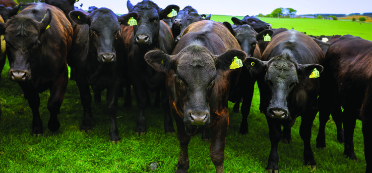 Beef and sheep farmers to baseline their business