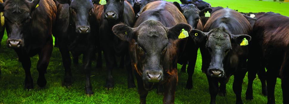 Beef and sheep farmers to baseline their business