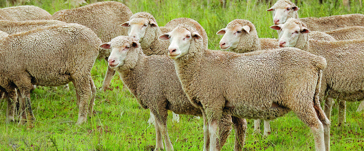 Reflections on my Australian adventure