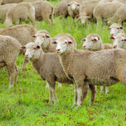 Reflections on my Australian adventure