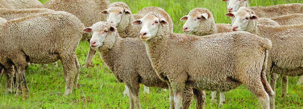 Reflections on my Australian adventure