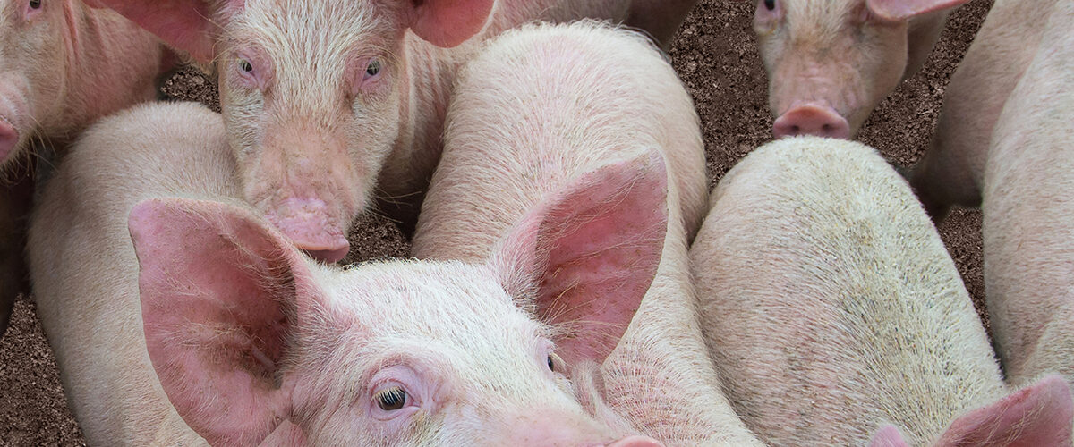 Biosecurity warning as swine dysentery cases climb