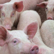 Biosecurity warning as swine dysentery cases climb
