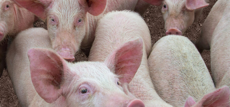Biosecurity warning as swine dysentery cases climb