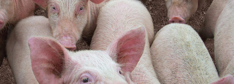Biosecurity warning as swine dysentery cases climb