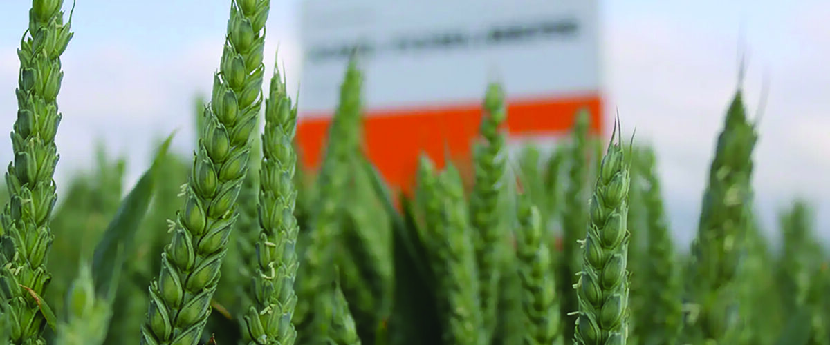 Breeder raises bar with three new winter wheats