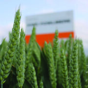 Breeder raises bar with three new winter wheats