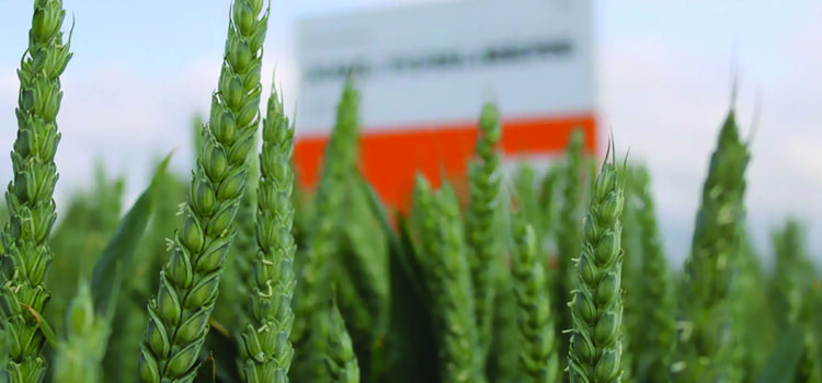 Breeder raises bar with three new winter wheats