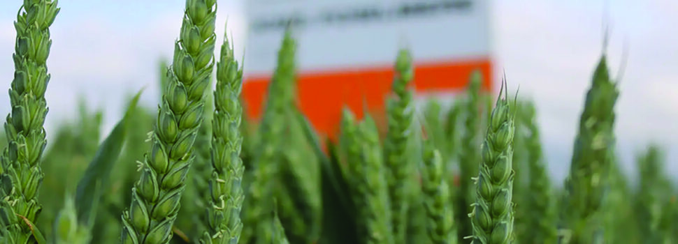 Breeder raises bar with three new winter wheats