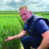 New winter wheat closes BYDV resistance yield gap