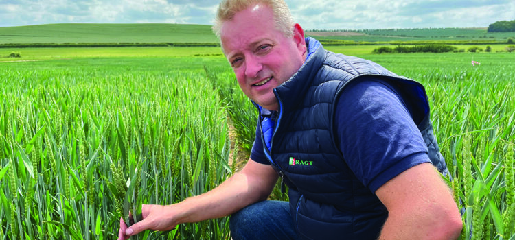 New winter wheat closes BYDV resistance yield gap