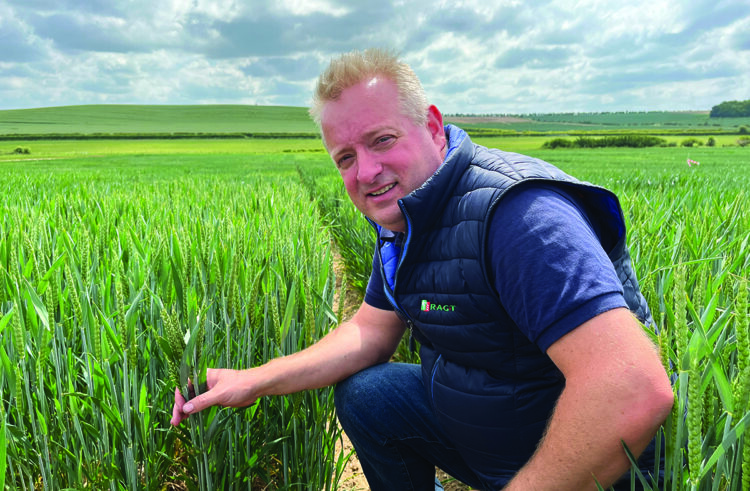 New winter wheat closes BYDV resistance yield gap